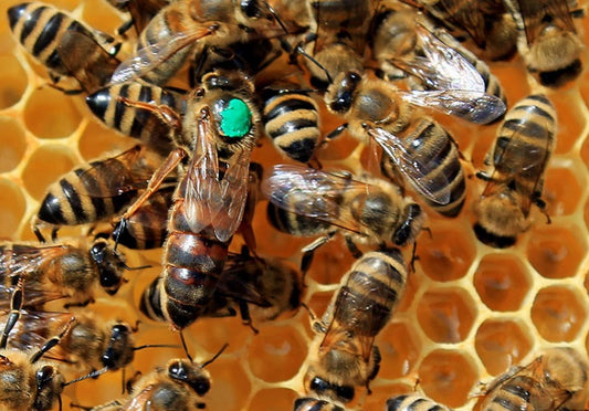 saskatraz queen bee