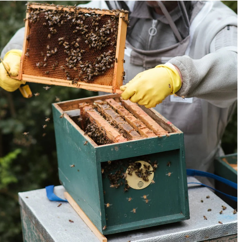 Bees, Hives and Beekeeping Supplies