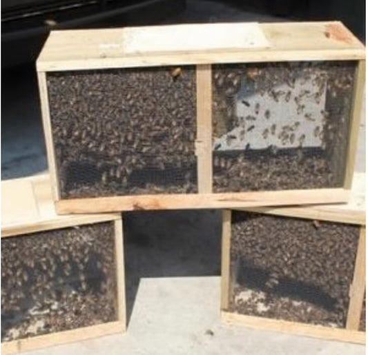 packaged bees from Australia Carniolan